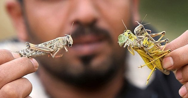 Yenilebilir Böcekler ve Bunların Yakalanması
