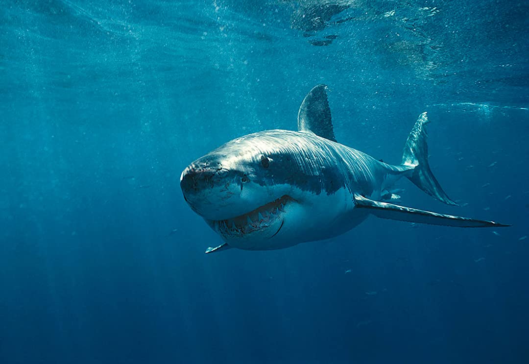 Doğada Köpekbalığı Nasıl Uzaklaştırılır?