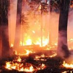 Doğada Kamp Yaparken Orman Yangınıyla Karşılaşırsak Ne Yapmalıyız?