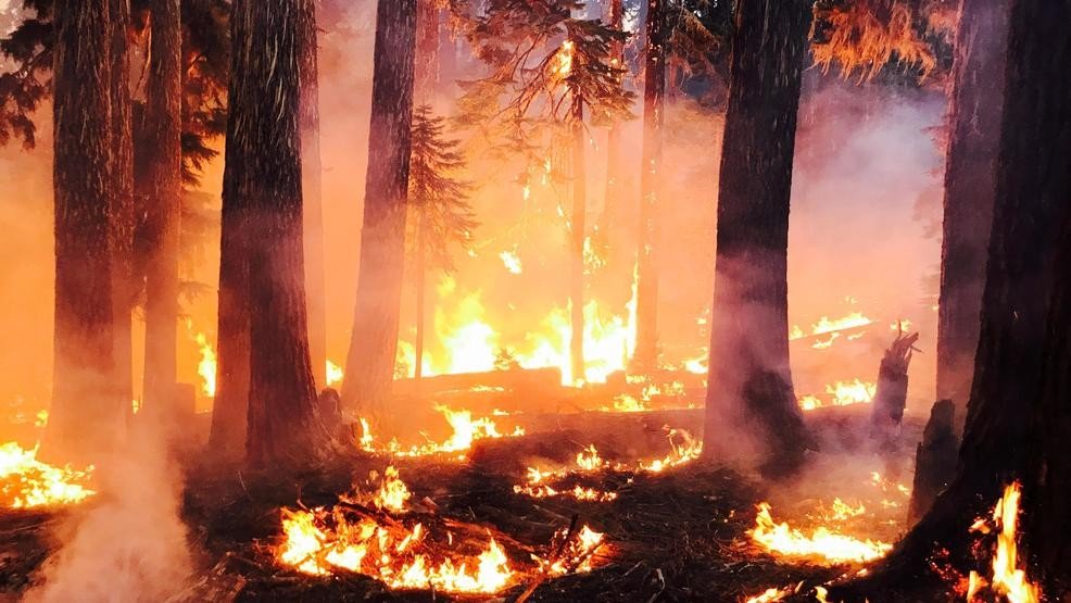 Doğada Kamp Yaparken Orman Yangınıyla Karşılaşırsak Ne Yapmalıyız?