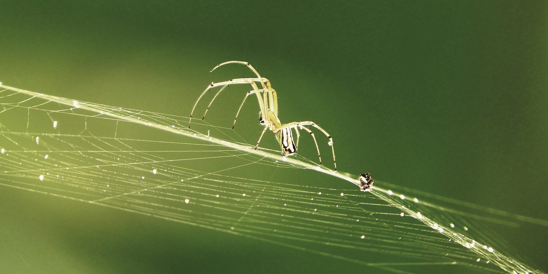 Doğada Zehirli Örümcekleri Ayırt Etmek
