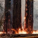 Orman Yangınlarından Kurtulmak İçin Yapmanız Gerekir?
