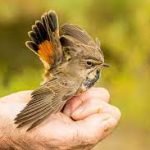 Basit Ve Etkili Bir Kuş Tuzağı Nasıl Yapılır?
