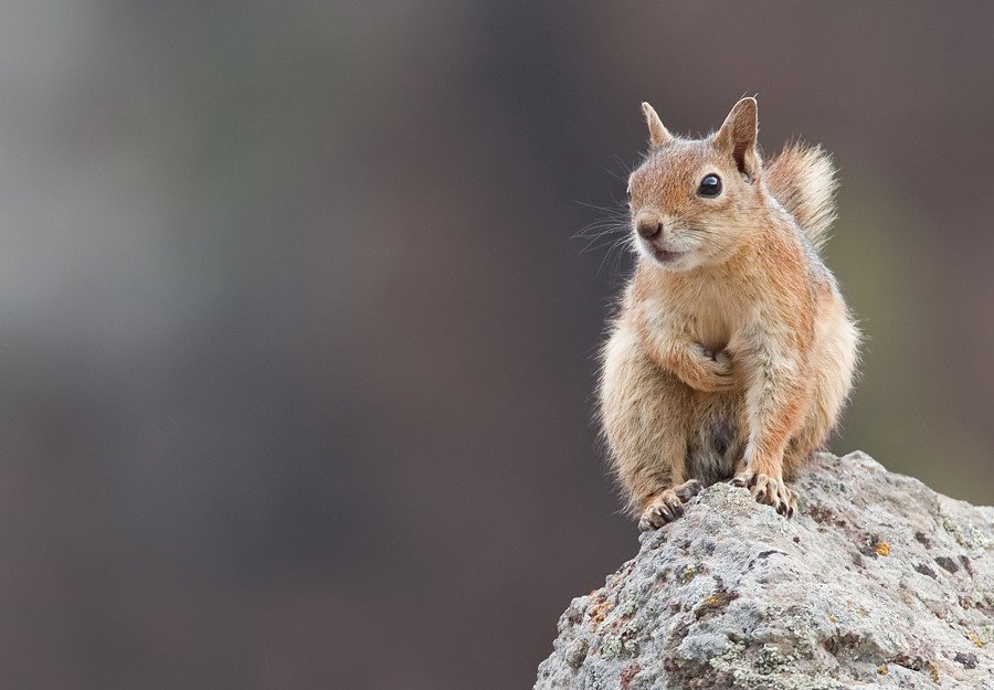 Anadolu Sincabını Tanıyalım 1 Anadolu Sincabını Tanıyalım