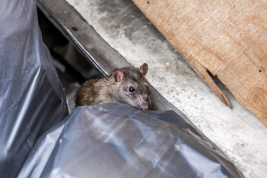 Fare Ve Sıçanları Nasıl Avlamalı