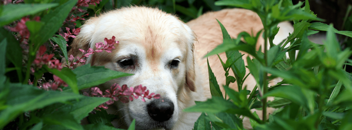 Köpekler İçin Zehirli Bitkiler