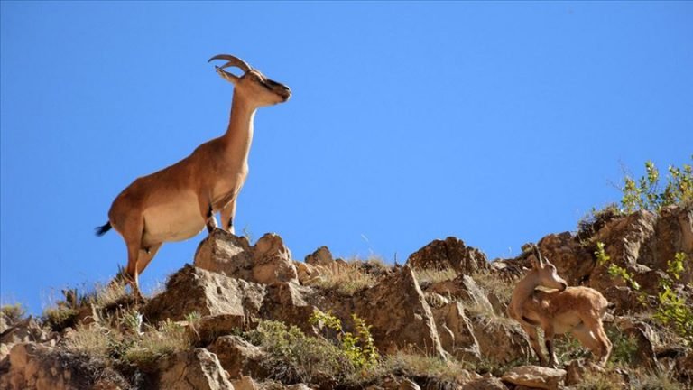 Yaban Keçisi Tanıyalım