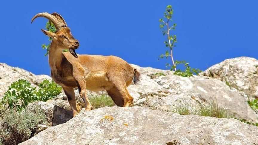 Yaban Keçisi Tanıyalım