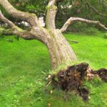 Şiddetli Fırtınada Bahçenizde Devrilmiş Ağaçları Kendi İmkanlarınızla Kaldırma Teknikleri