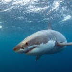 Köpekbalığı ve Alınması Gereken Önlemler