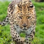 Leoparlar ve Alınması Gereken Önlemler