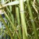 Bambu-Bitki