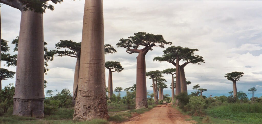 Baobab