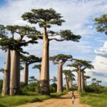 Baobab-Bitki