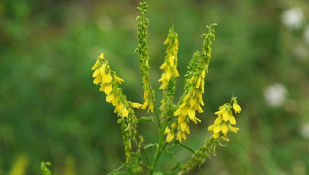 Sari-Tasyoncasi-Bitki