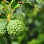 Bergamot