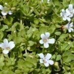 Bacopa