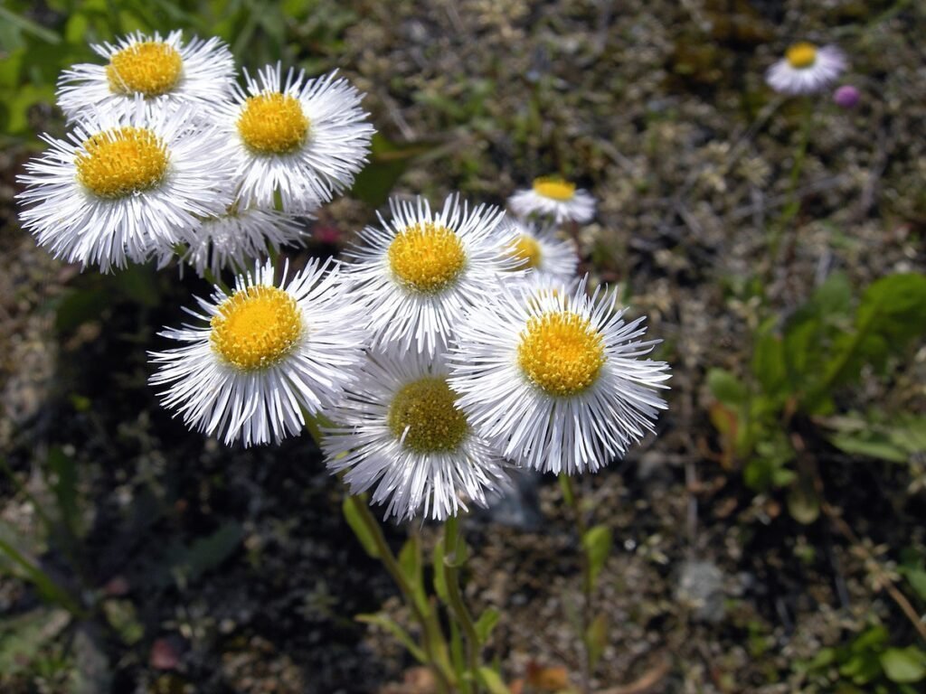 Hemşin Şifaotu