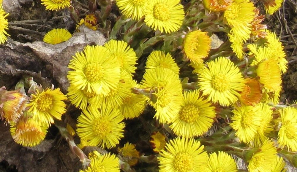 Oksuruk-Otu-Faydalari