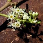 Pygeum Pygeum