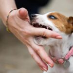 Saldırgan Bir Köpekle Karşılaşırsanız Ne Yapmalısınız?