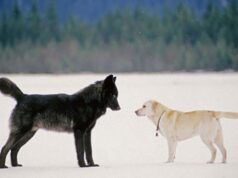 Kurt ve Köpekleri Ayırt Edin