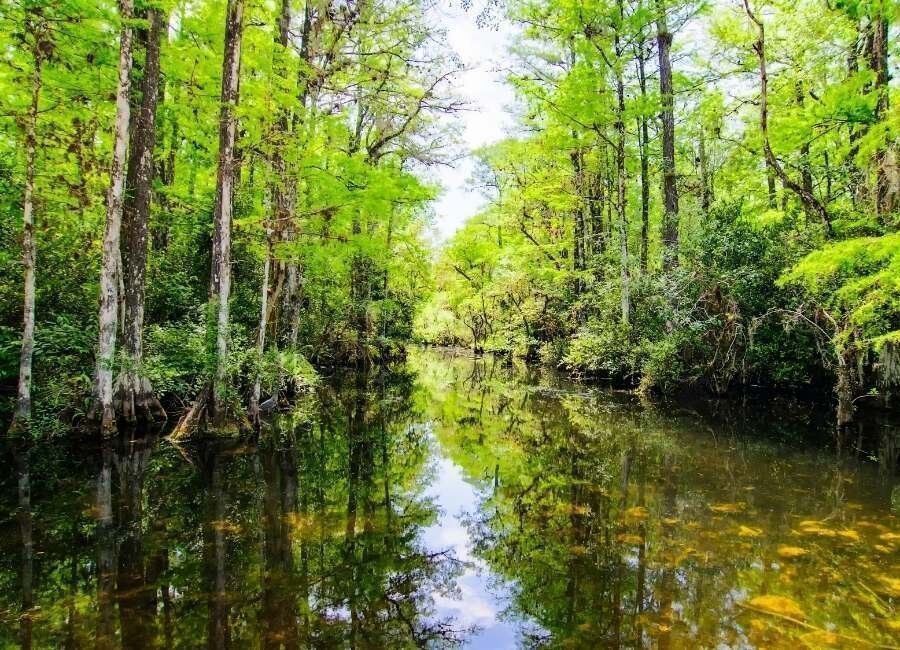 Bataklık Bölgelerde Ün Yapmış Yerler 2 Everglades Florida