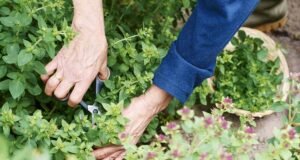 Ormanlarda-Kayboldugunuzda-Yiyecek-Bulmak