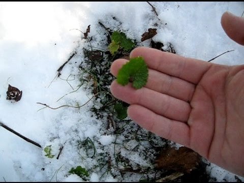 Soguk Bolgelerde Kayboldugunuzda Yiyecek Bulmak