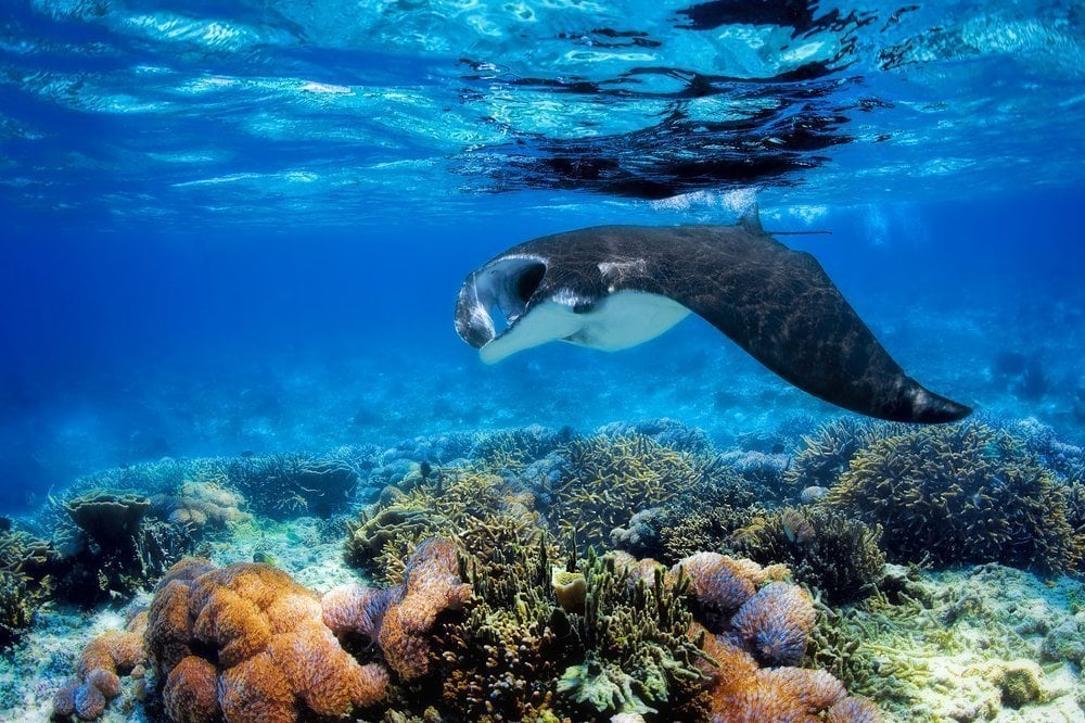 Denizlerde Kayboldugunuzda Hayvanlara Karsi Alinmasi Gereken Tedbirler