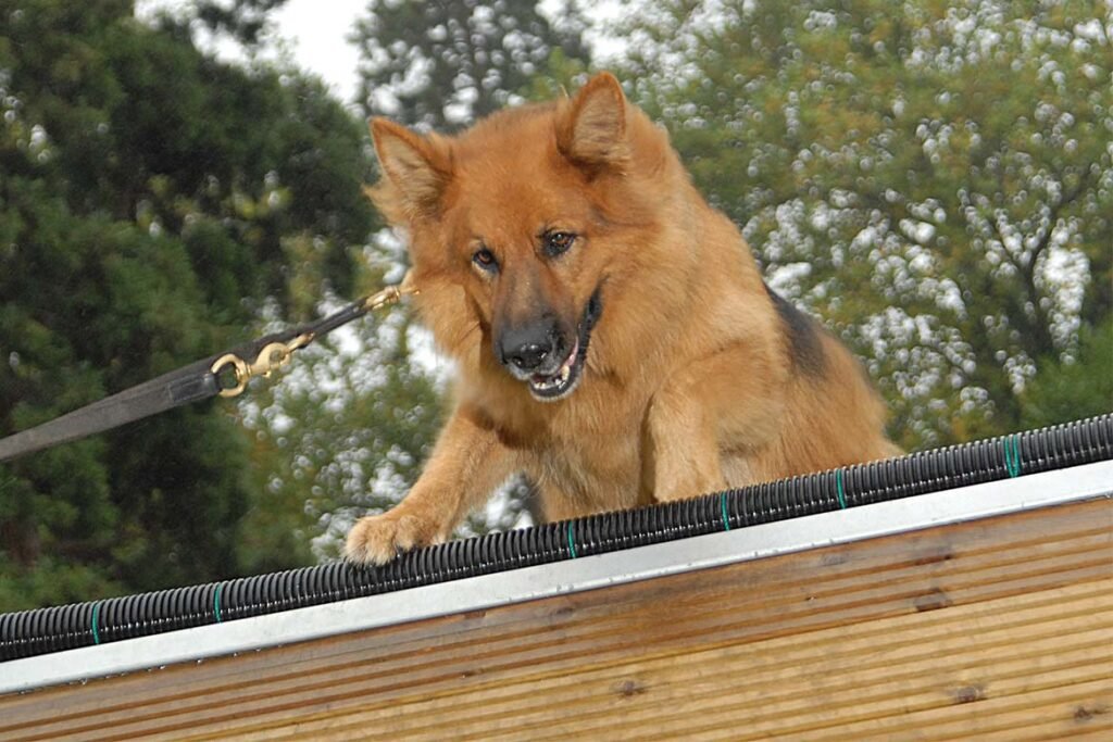 Bir Bekçi Köpeğini Etkisiz Hale Getirme ve Atlatma