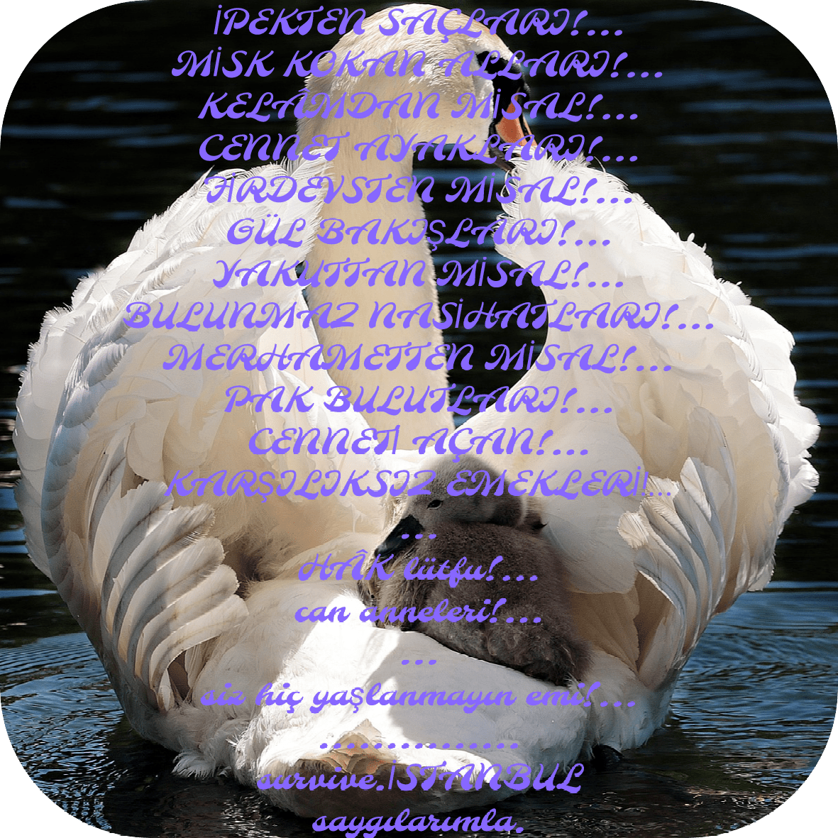 img_2023_03_19_17_37_16 img 2023 03 19 17 37 16