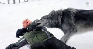 Kurt-Saldirilari-Hayatta-Kalma-Hikayesi