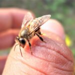 İzcilik Arı Sokmaları