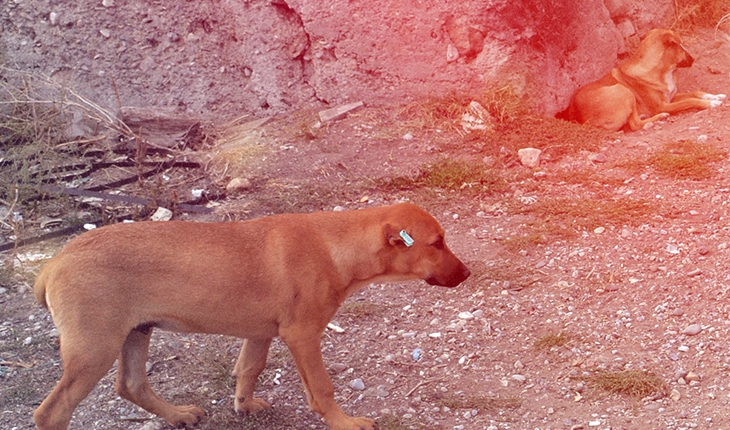 Köpeği Ne Korkutur? 2 Kopek Neden Korkar
