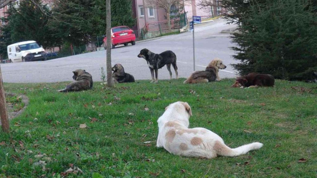 Köpek Saldırısı Anında Ne Yapmalı?