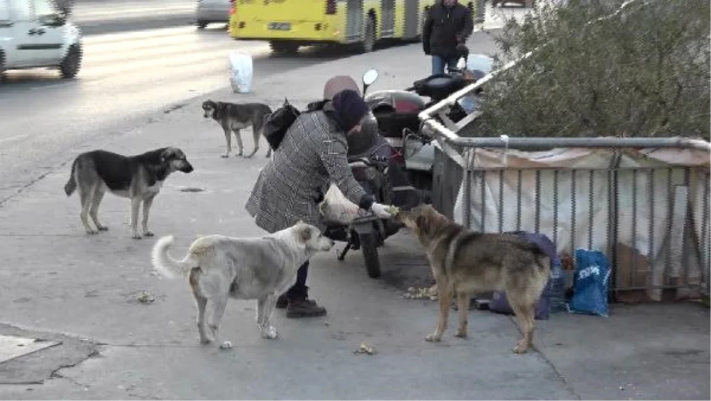 Bir Köpek İnsanı Neden Takip Eder?