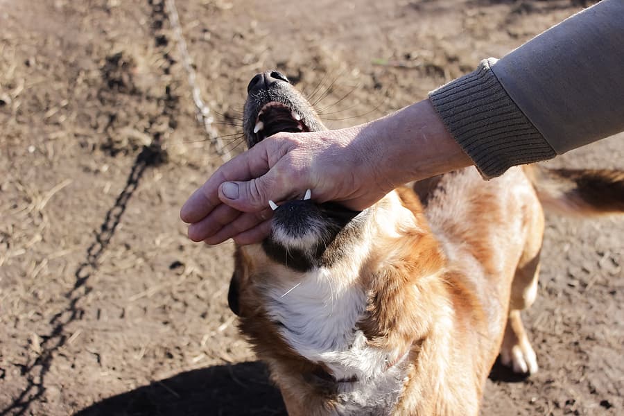 Sokak Köpeği Isırırsa Ne Olur?