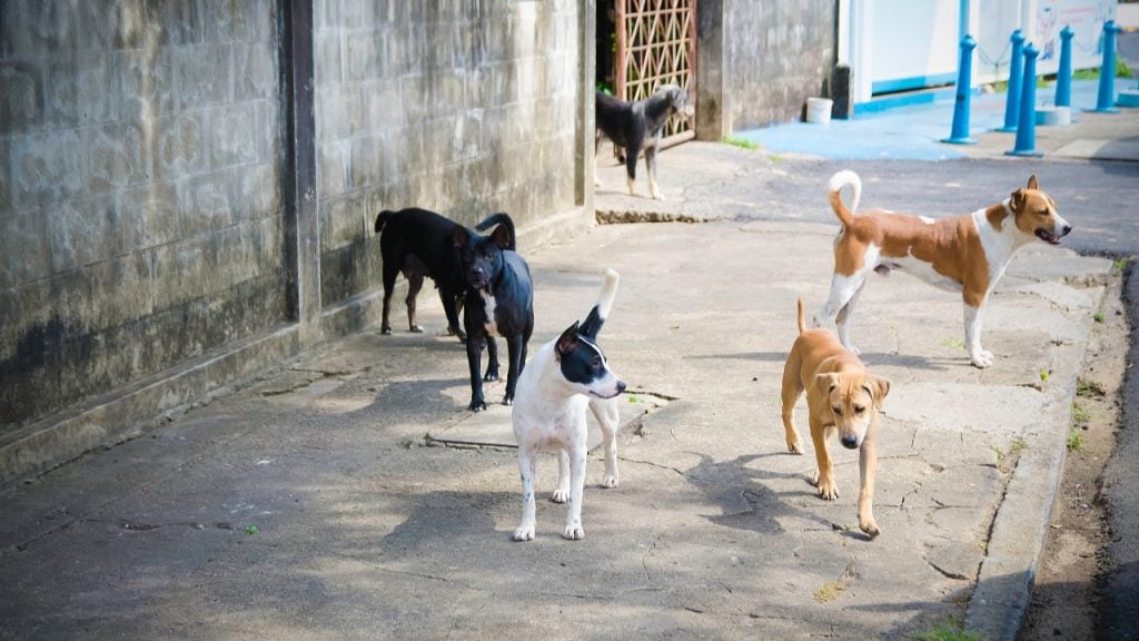 Türkiyede Kaç Başıboş Köpek Var?