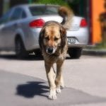 Türkiyede Kaç Başıboş Köpek Var?