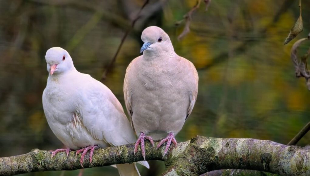 En-Sik-Rastlanan-Kus-Hangisidir