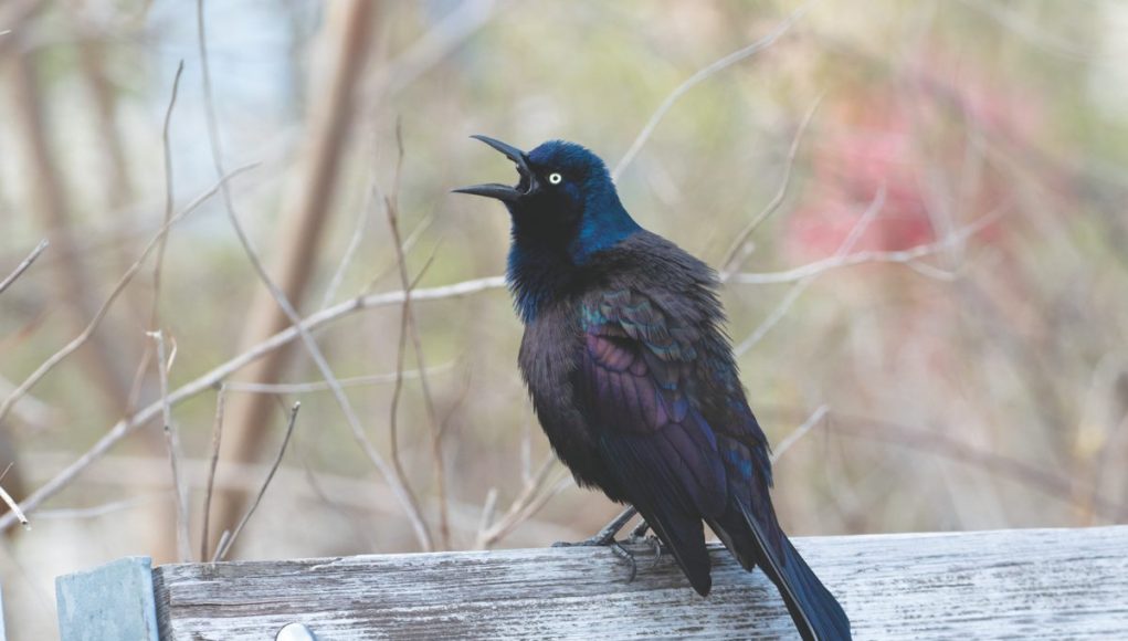 Kuslari-Bulmanin-En-İyi-Yolu-Nedir