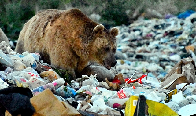 Sehirde Vahsi Bir Hayvan Gorurseniz Ne Yapmaniz Gerekir