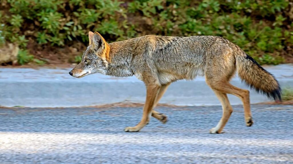Şehirde Vahşi Bir Hayvan Görürseniz Ne Yapmalısınız?