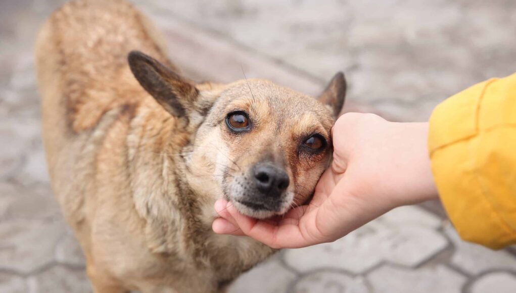 Woman,Stroking,Homeless,Dog,On,City,Street,,Closeup.,Abandoned,Animal