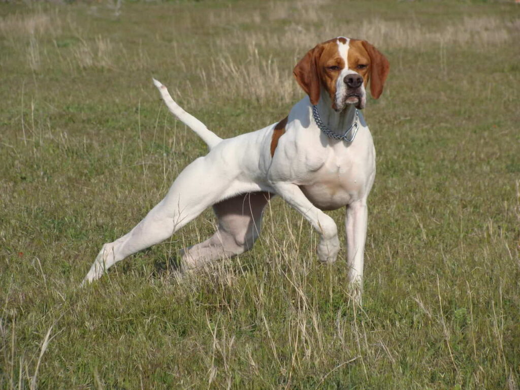 Bir Köpeği Koku Yolu için Eğitin