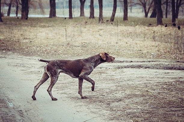 Kopegi Koku Yolu icin Egitin