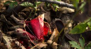 <div class="erm-title-wrapper">Avci-Kan-İzini-Kaybettiginde-Ne-Yapmalidir</div>