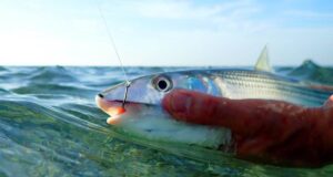 Bir Balık Takılı Bir Kancayla Yaşayabilir mi? Balik-Takili-Bir-Kancayla-Yasayabilir-mi