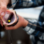 Bir Balıktan Kancayı Çıkarmanın En İyi Yolu Nedir? Bir Balıktan Kancayı Çıkarmanın En İyi Yolu Nedir?